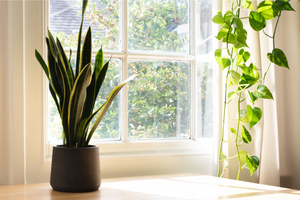 10 Best Indoor Plants for Clean Air: Purify Your Home and Improve Your Health