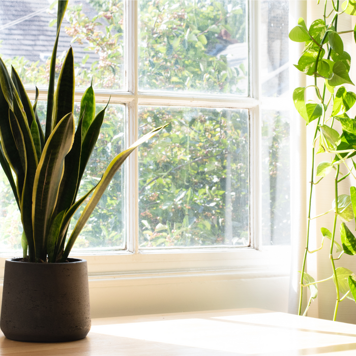 10 Best Indoor Plants for Clean Air: Purify Your Home and Improve Your Health