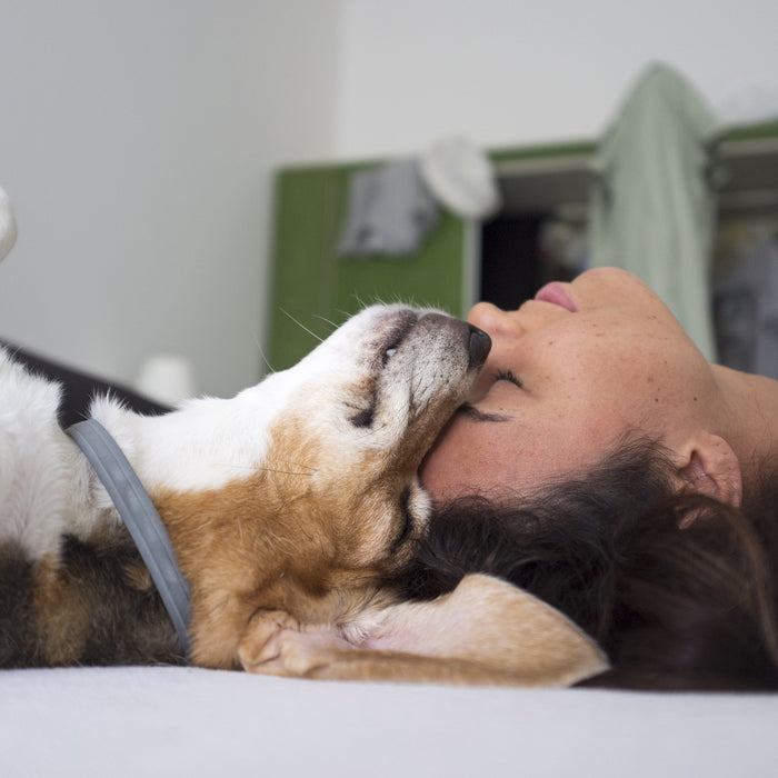 Navigating Pet Allergies: A Guide for Loving Owners
